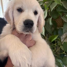Brown boy 3500.00 - Light golden male Golden Retriever puppy in Pahrump, Nevada from Southern Nevada Goldens