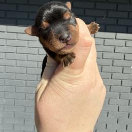 Christian - Black and tan male Yorkshire Terrier puppy in Newark, Ohio from Champagne Charm Yorkies