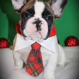 French Bulldog Puppies from Sweetheart Frenchies