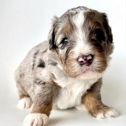 Buoy - Blue merle male Bernedoodle puppy in Pulaski, Tennessee from Doodle My Heart