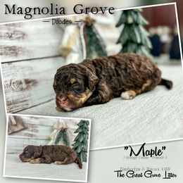 Maple - Orange Collar - female Australian Mountain Doodle puppy in Oxford, Alabama from Magnolia Grove Doodles
