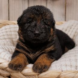Gray Collar - Male - Black and red male German Shepherd puppy in Charlotte, North Carolina from Zuflucht K9s
