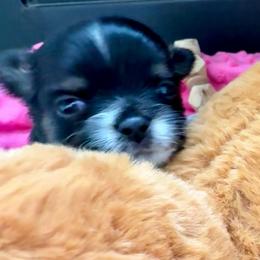 Remi - Black and white female Chihuahua puppy in Choctaw, Oklahoma from Savvy Chihuahuas of Oklahoma