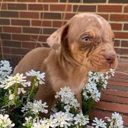 Male 1 - Red merle male Catahoula Leopard Dog puppy in Gadsden, Alabama from Rich Cat’s