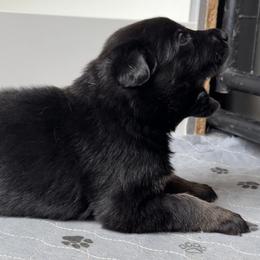 Boy 1 - Bi-color male German Shepherd puppy in Grantsville, Utah from Vom Haus Denfors K9 - Working German Shepherds