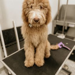 Goldendoodle All Grown Up from Twilight Doodles