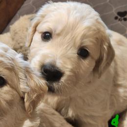 Dakota - Light golden male Golden Retriever puppy in Lucasville, Ohio from Halo Kennels