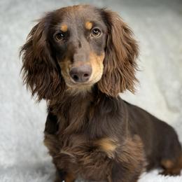 Kylo - Chocolate and tan male Dachshund puppy in Goodyear, Arizona from D&C Royal Dachshunds LLC