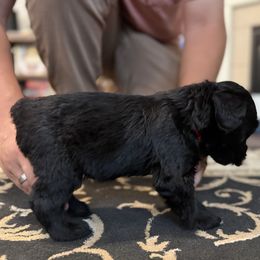 Red - Black male Giant Schnauzer puppy in Northport, Alabama from Lugo Giant Schnauzers