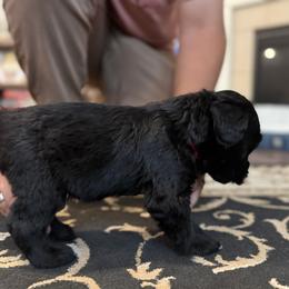 Red - Black male Giant Schnauzer puppy in Northport, Alabama from Lugo Giant Schnauzers
