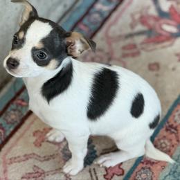 Danny CKC - Blue and white male Chihuahua puppy in Amity, Pennsylvania from Rhoda and Verna