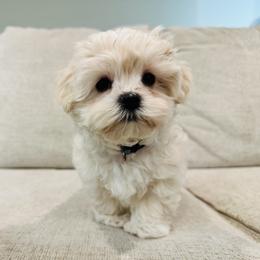 Maltipoo Puppies from Maine's Maltipoos