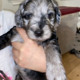Aussiedoodle and Miniature Australian Shepherd Puppies from Dazy Mayze Mini Aussies and Aussiedoodles