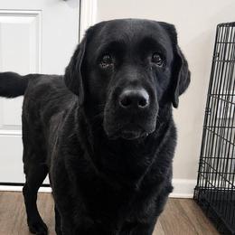 Sky - Black female Labrador Retriever puppy in Braselton, Georgia from Bel Amour