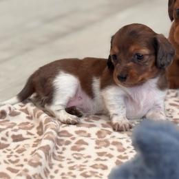 Nunu - Dapple female Dachshund puppy in Moreno Valley, California from rdachshunds
