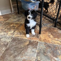 Mike - Aussiedoodle puppy in Columbus, Ohio from FamilyOodles