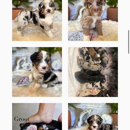 Bernedoodle puppies from Pyper Bernedoodles SATX