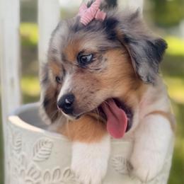 Coral - Blue merle female Miniature Australian Shepherd puppy in 32046, Florida from River Hill Ranch