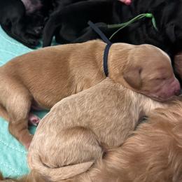 Aang - Apricot male Goldendoodle puppy in Glen Daniel, West Virginia from Dani’s Doodles