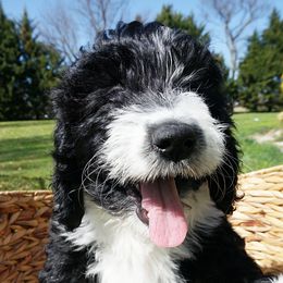 Purple Girl - Black and white Aussiedoodle puppy in Maryland from Alexander Oodles of Doodles