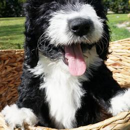 Purple Girl - Black and white Aussiedoodle puppy in Maryland from Alexander Oodles of Doodles