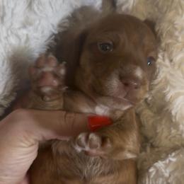 DO NOT FILL OUT APPLICATION UNLESS SERIOUS - Brindle male Dachshund puppy in Wisconsin from Sabe and Shabe’s Doxies