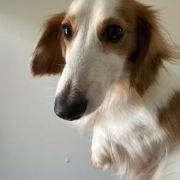 Wayne - Piebald male Dachshund puppy in Youngstown, Florida from Paradox Dachshunds