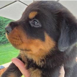 Orange Girl - Black and mahogany female Rottweiler puppy in Lebanon, Oregon from SOUTH SANTIAM ROTTWEILERS