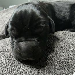 Hershey - Black male Great Dane puppy in Albany, Oregon from Red Cloud Australian Shepherds and DeGray Great Danes & Bulldogs