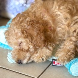 Poodle Puppies from Red Mini Poodles AZ