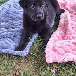 German Shepherd Puppies from Moonlight Shepherds LLC