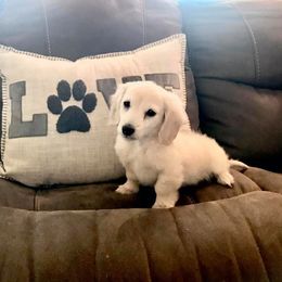 Dachshund Puppies from Bloomingtails Doxies