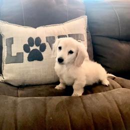 Dachshund Puppies from Bloomingtails Doxies
