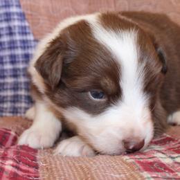 Ruffles - Red tri-color male Australian Shepherd puppy in Laurel, Mississippi from Reeves Australian Shepherds