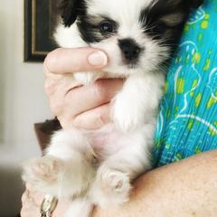 Mi-Ki Puppies from Orlando Mi-Kis