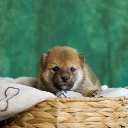 Shiba Inu Puppies from Shinin Shibas