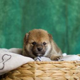Shiba Inu Puppies from Shinin Shibas