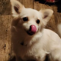 Chihuahuas and Dachshunds from Hope's pups