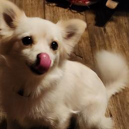 Chihuahuas and Dachshunds from Hope's pups