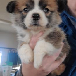 Pembroke Welsh Corgi Puppies from Enok Corgis