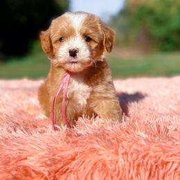 Alice - Apricot female Goldendoodle puppy in Statesville, North Carolina from Doodle Babies
