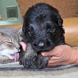 Signal - Black and red male German Shepherd puppy in Columbus, Indiana from Stony Lonesome GSD