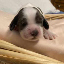 Girl 1 - Black and white female Cocker Spaniel puppy in Cincinnati, Ohio from Sweet Peach Cocker Spaniels
