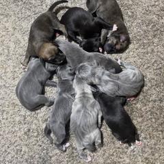 Mountain Cur Puppies from Walnut Ridge Mountain Curs
