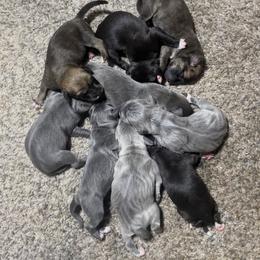 Mountain Cur Puppies from Walnut Ridge Mountain Curs