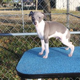 "Shengli Beau D’Amante" Italian Greyhound All Grown Up from Shengli IGs