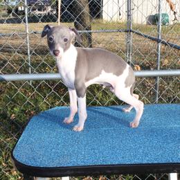 "Shengli Beau D’Amante" Italian Greyhound All Grown Up from Shengli IGs