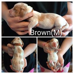 Brown - Lemon and white male Basset Hound puppy in Highland, Michigan from Dream Hounds of Michigan