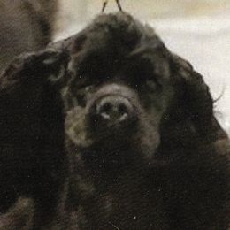 Cocker Spaniels from ToyBox Cockers