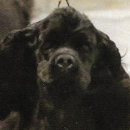 Cocker Spaniels from ToyBox Cockers